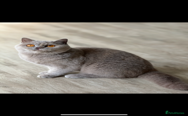 British Shorthair cats - Advert 4