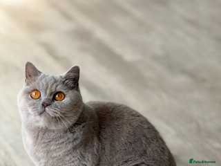 British Shorthair cats - Advert 35