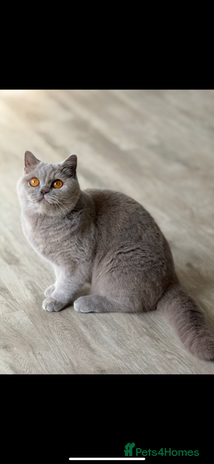 British Shorthair cats - Advert 15