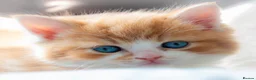 Mixed Breed cats for sale: Kitten Ginger Male Hand reared - Advert 6