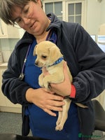 Chipoo dogs - Advert 2