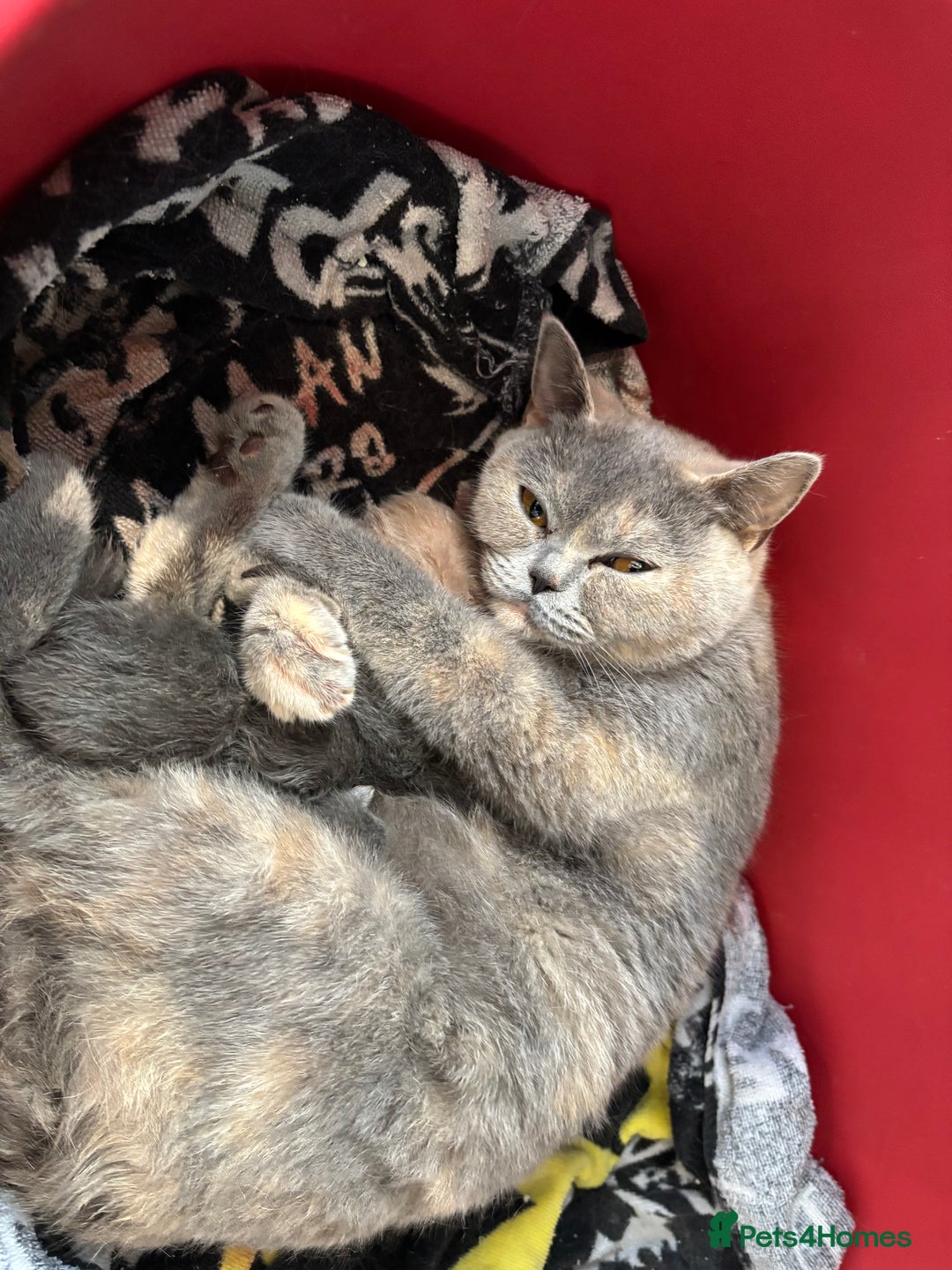 British Shorthair cats for sale: GCCF Reg British Shorthair Kittens - Image 5