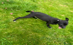 Mixed Breed dogs for sale: Collie saluki whippet puppies  - Image 24