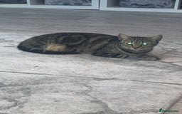 Mixed Breed cats for sale: Cat for rehoming  - Image 1