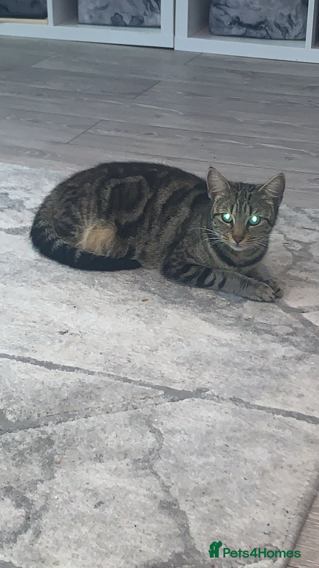 Mixed Breed cats for sale: Cat for rehoming  - Image 1