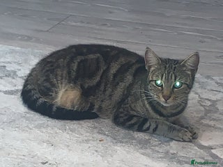 Mixed Breed cats - Advert 35