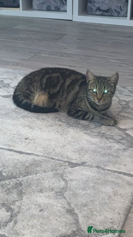 Mixed Breed cats - Advert 33