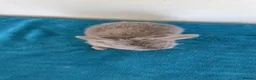 Mini Lop rabbits for sale: Pure mini lop rabbits to be reserved  - Advert 16