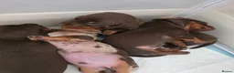 Miniature Dachshund dogs for sale: miniature dashhounds kc registered  - Advert 9