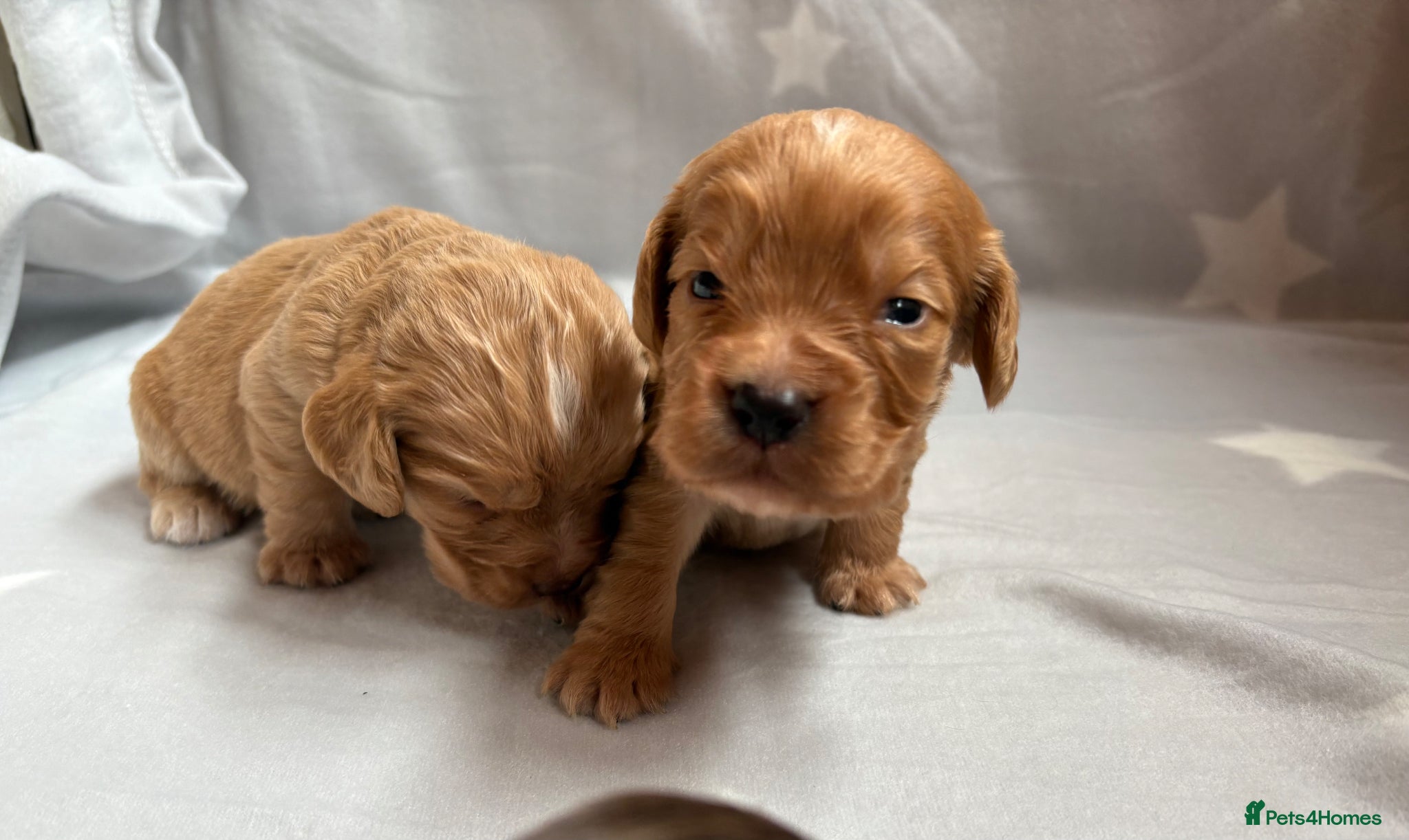 Cocker Spaniel dogs for sale: Stunning Working Cocker spaniels  - Advert 1