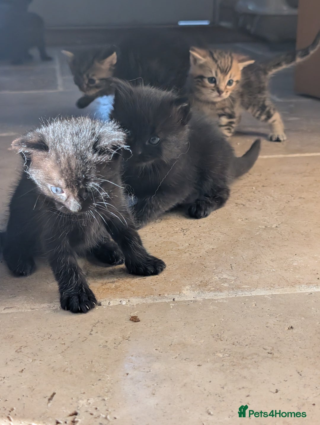 Ragdoll cats for sale: Tabby or black Ragdoll x kittens - Image 19