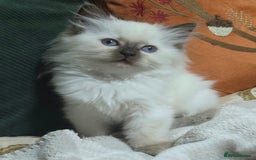 Ragdoll cats for sale: 💕Gccf registered ragdoll chocolate point girl 💕 - Image 2