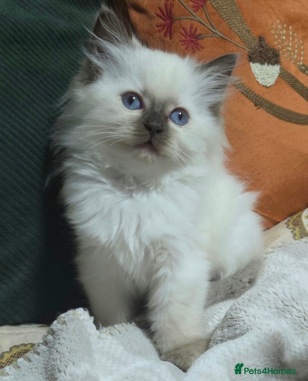 Ragdoll cats for sale: 💕Gccf registered ragdoll chocolate point girl 💕 - Image 2