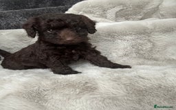 Cockapoo dogs for sale: Cockerpoos  - Image 1