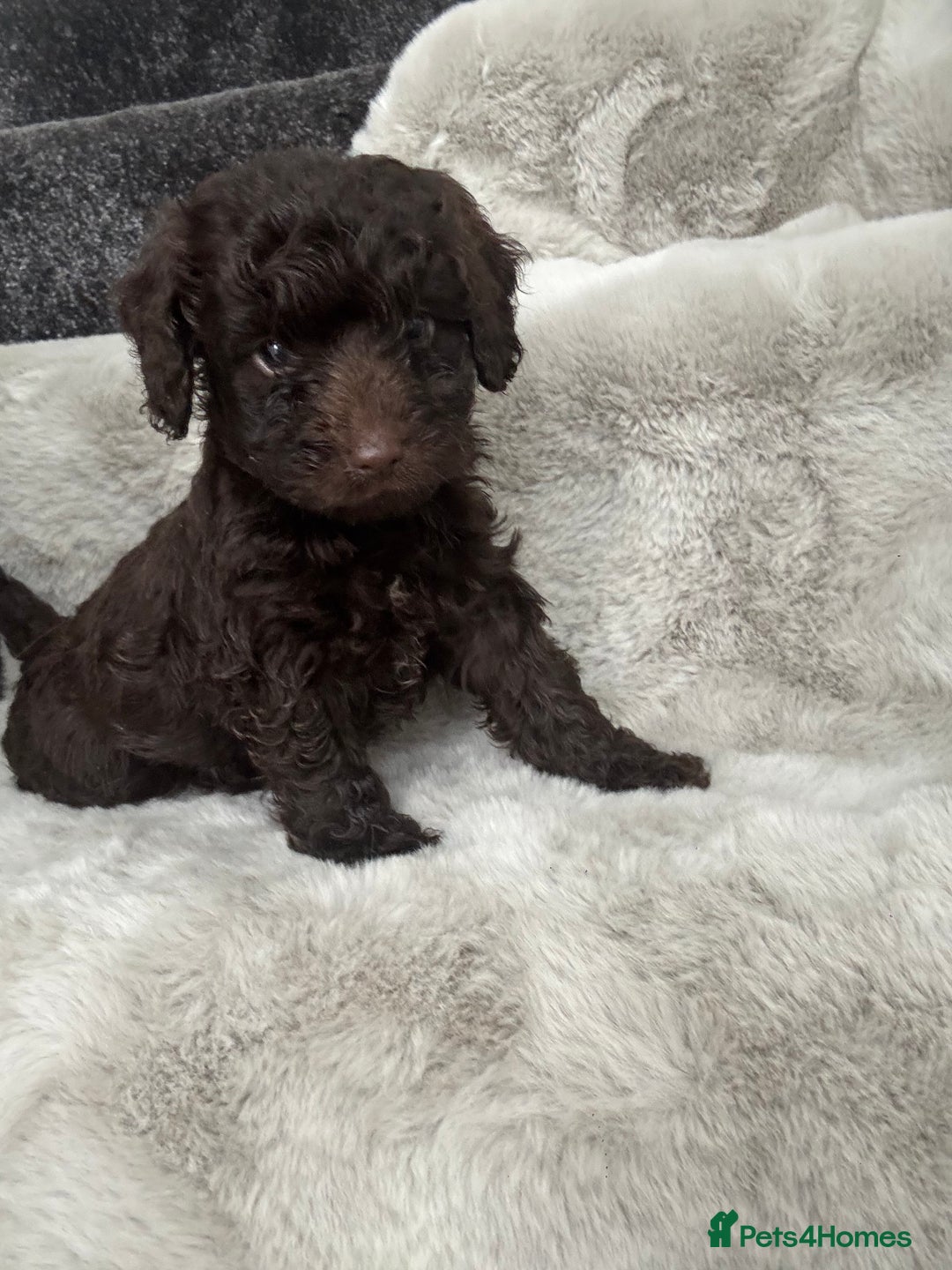 Cockapoo dogs for sale: Cockerpoos  - Image 1