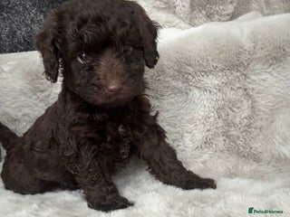 Cockapoo dogs - Advert 34