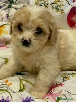 Cavapoo dogs - Advert 2