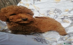 Miniature Poodle dogs for sale: Miniature poodles  - Image 27