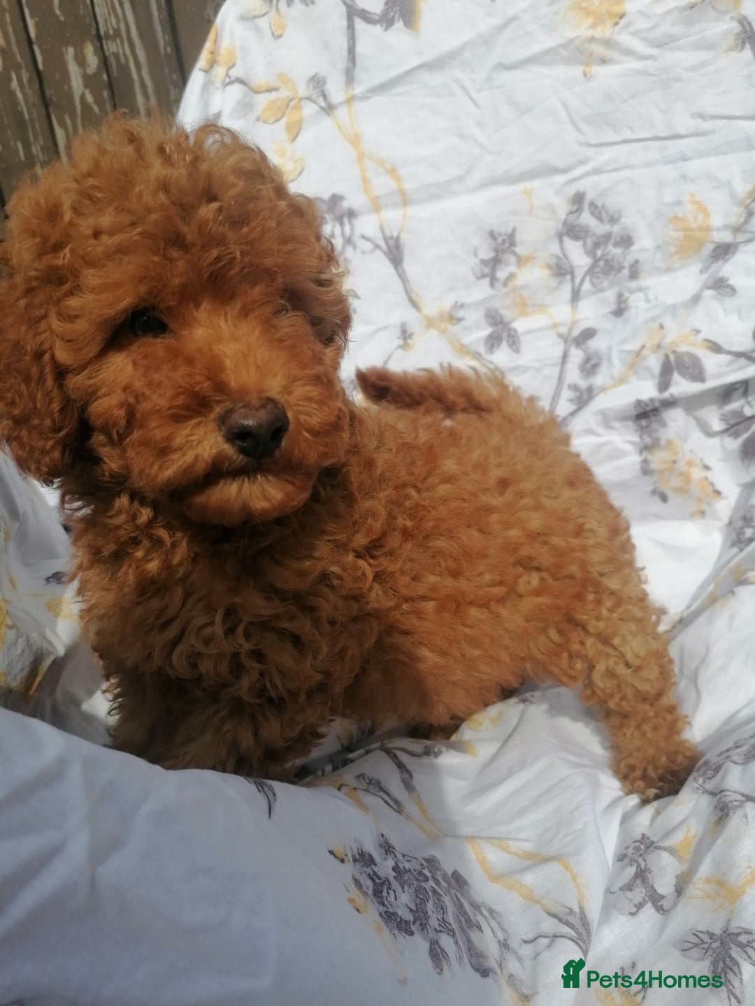 Miniature Poodle dogs for sale: Miniature poodles  - Image 27