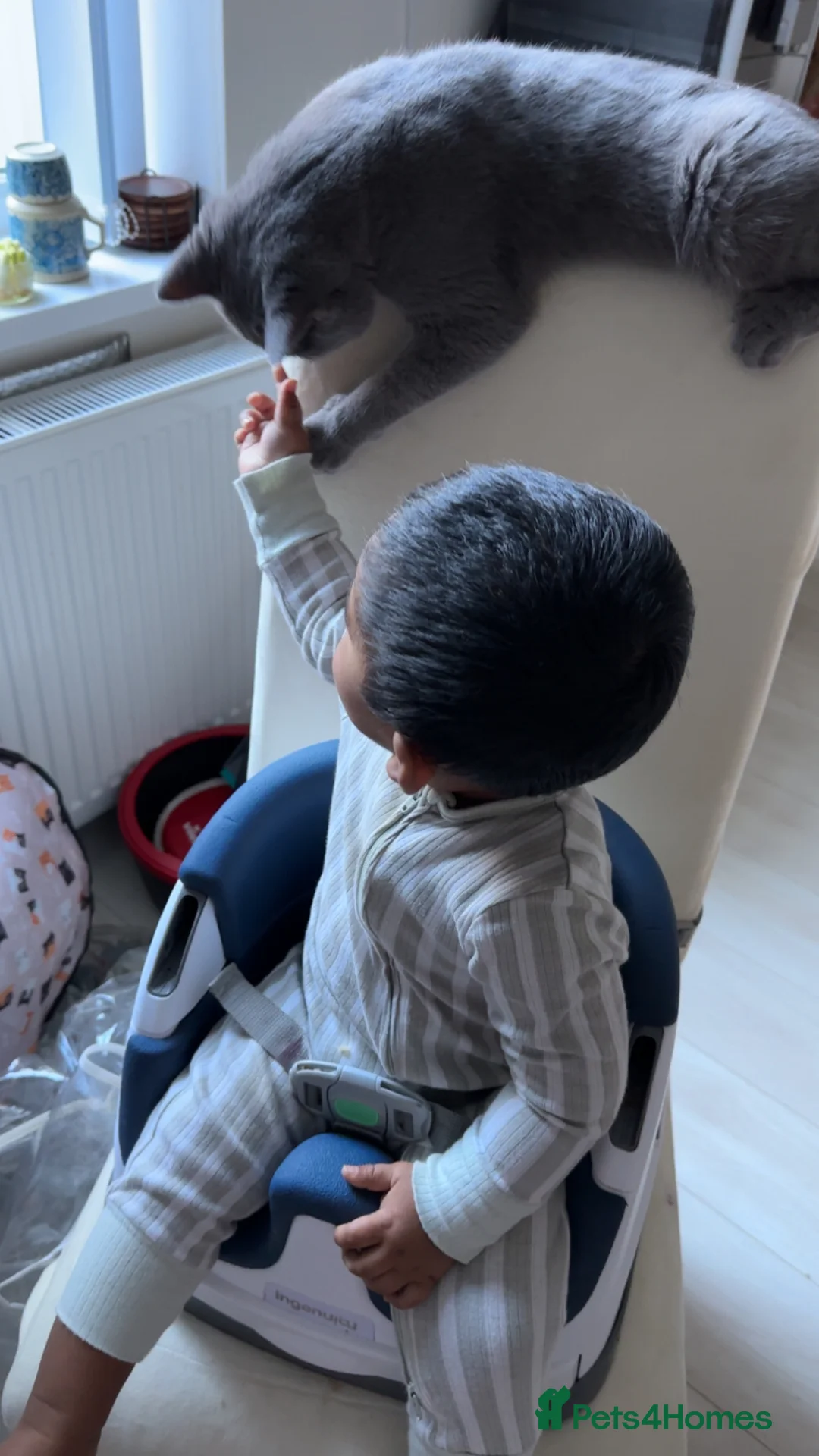 British Shorthair cats for sale: British Short hair Leo  in Bradford - Advert 1