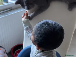 British Shorthair cats British Short hair Leo - Advert 1