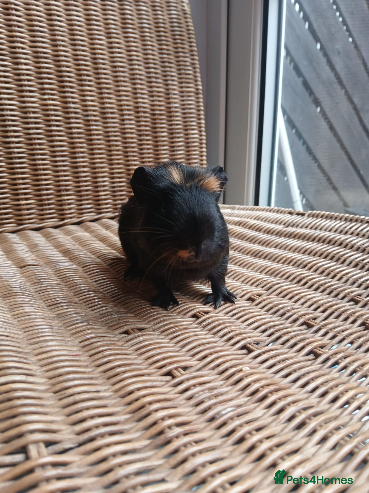 Guinea Pig rodents for sale: Guinea pigs for sale in York - Advert 3