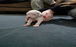 Dalmatian dogs for sale: 100% DALMATIAN LITTER - Image 23