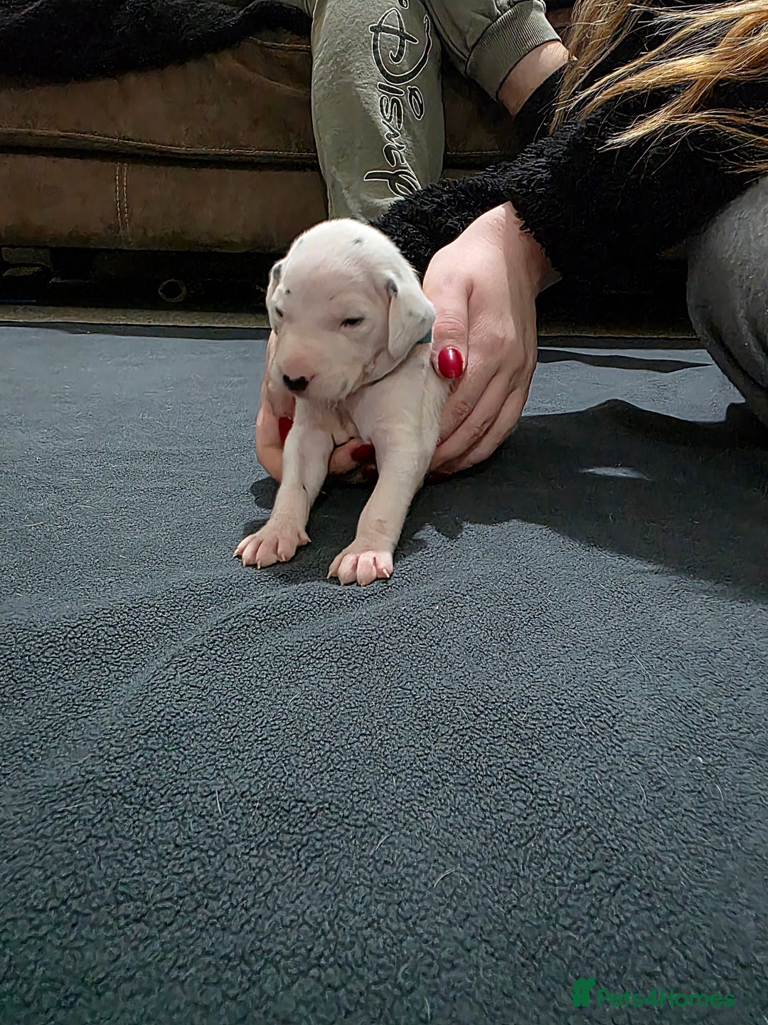 Dalmatian dogs for sale: 100% DALMATIAN LITTER - Image 23