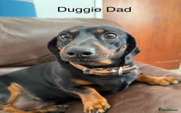 Miniature Dachshund dogs for sale: stunning litter of dachshunds - Image 17