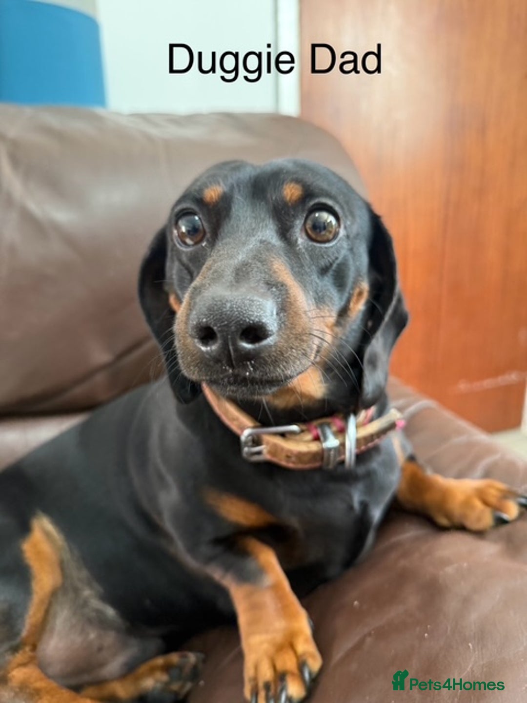 Miniature Dachshund dogs for sale: stunning litter of dachshunds - Image 17