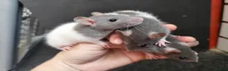 Rat rodents for sale: Friendly blue litter - Advert 1