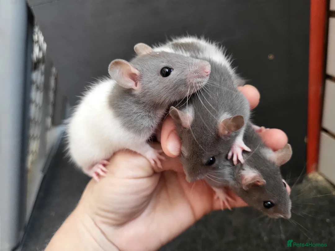 Rat rodents for sale: Friendly blue litter - Advert 1