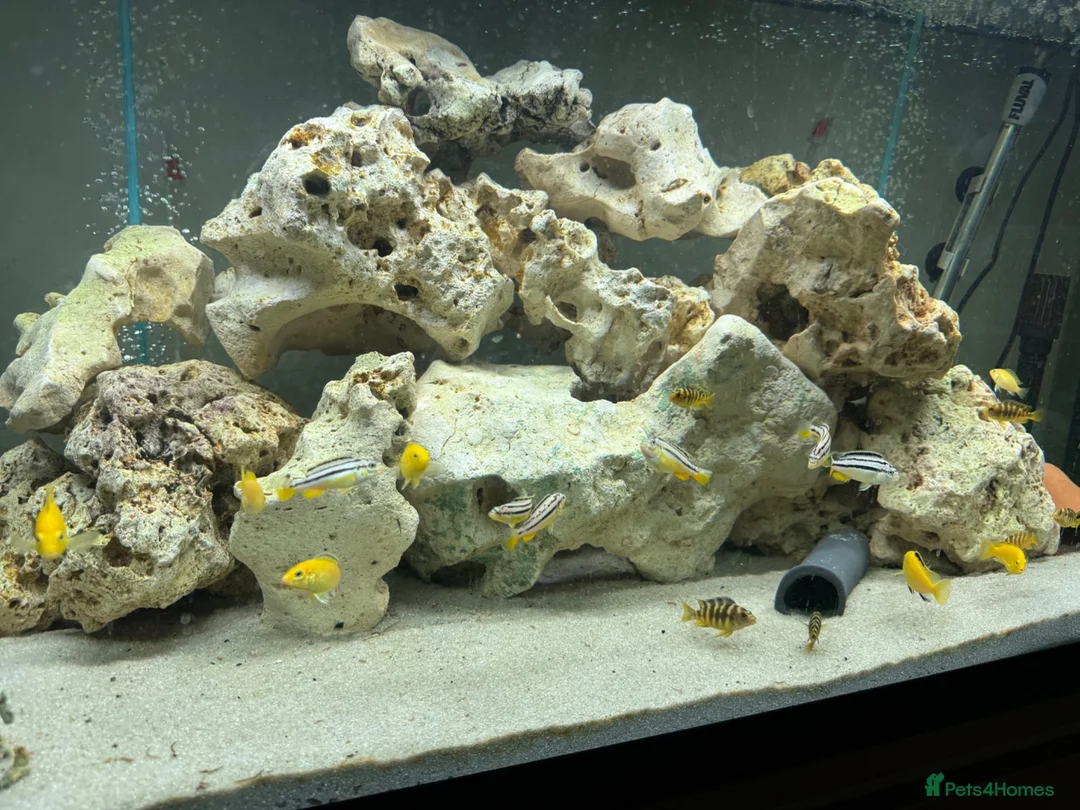 Cichlids fish for sale: Mbuna cichlids in Barnsley - Advert 1