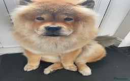 Chow Chow dogs for sale: Chow Chow for sale  - Image 2