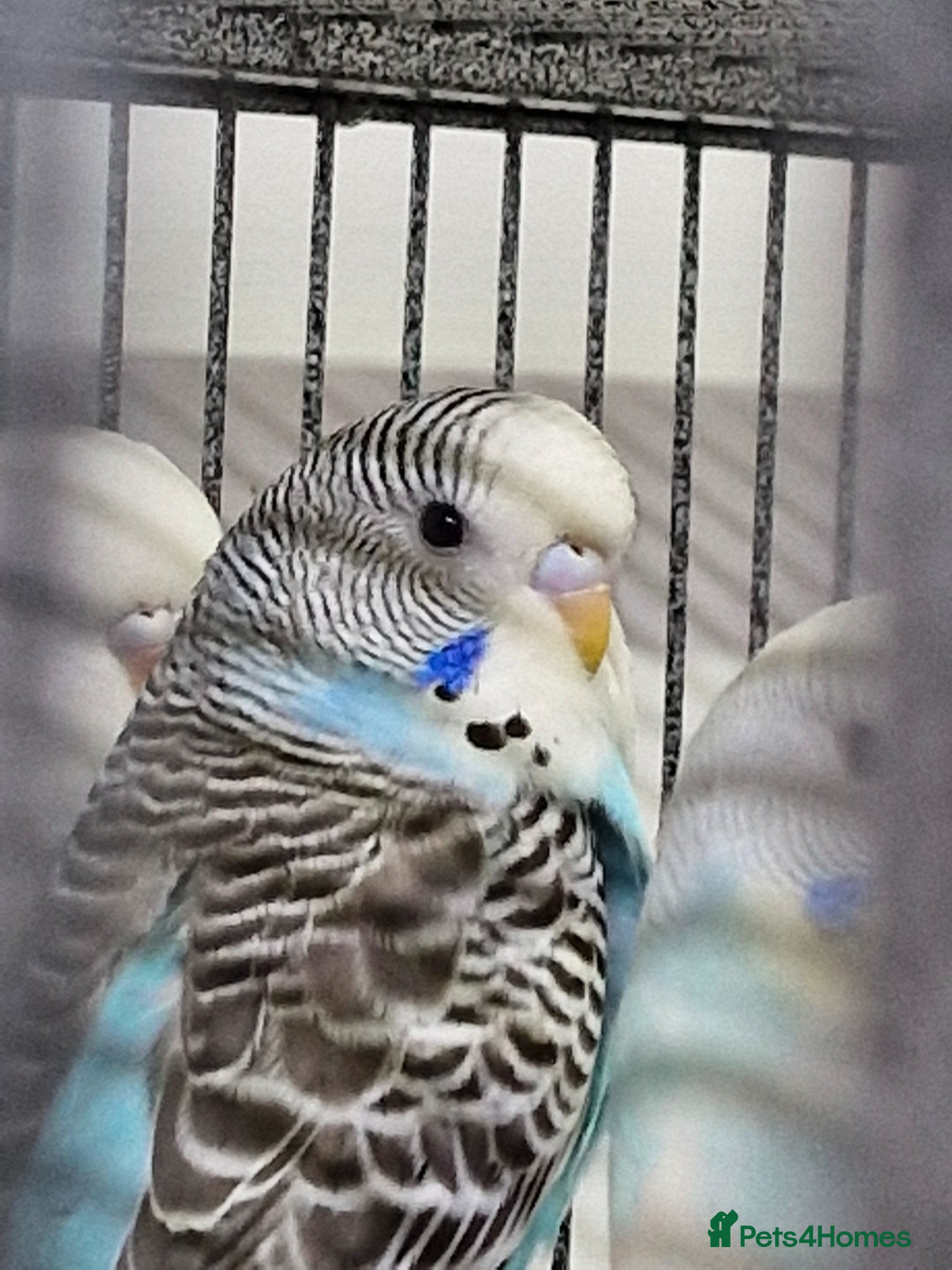 Budgerigars birds Baby Budgies 8 weeks old - Advert 1