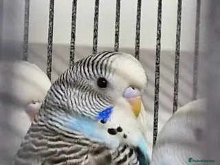 Budgerigars birds Baby Budgies 8 weeks old - Advert 1
