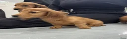Miniature Dachshund dogs for sale: Miniature Dachshund - Advert 11