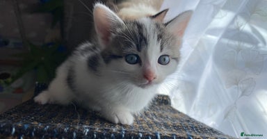 Mixed Breed cats - Advert 6
