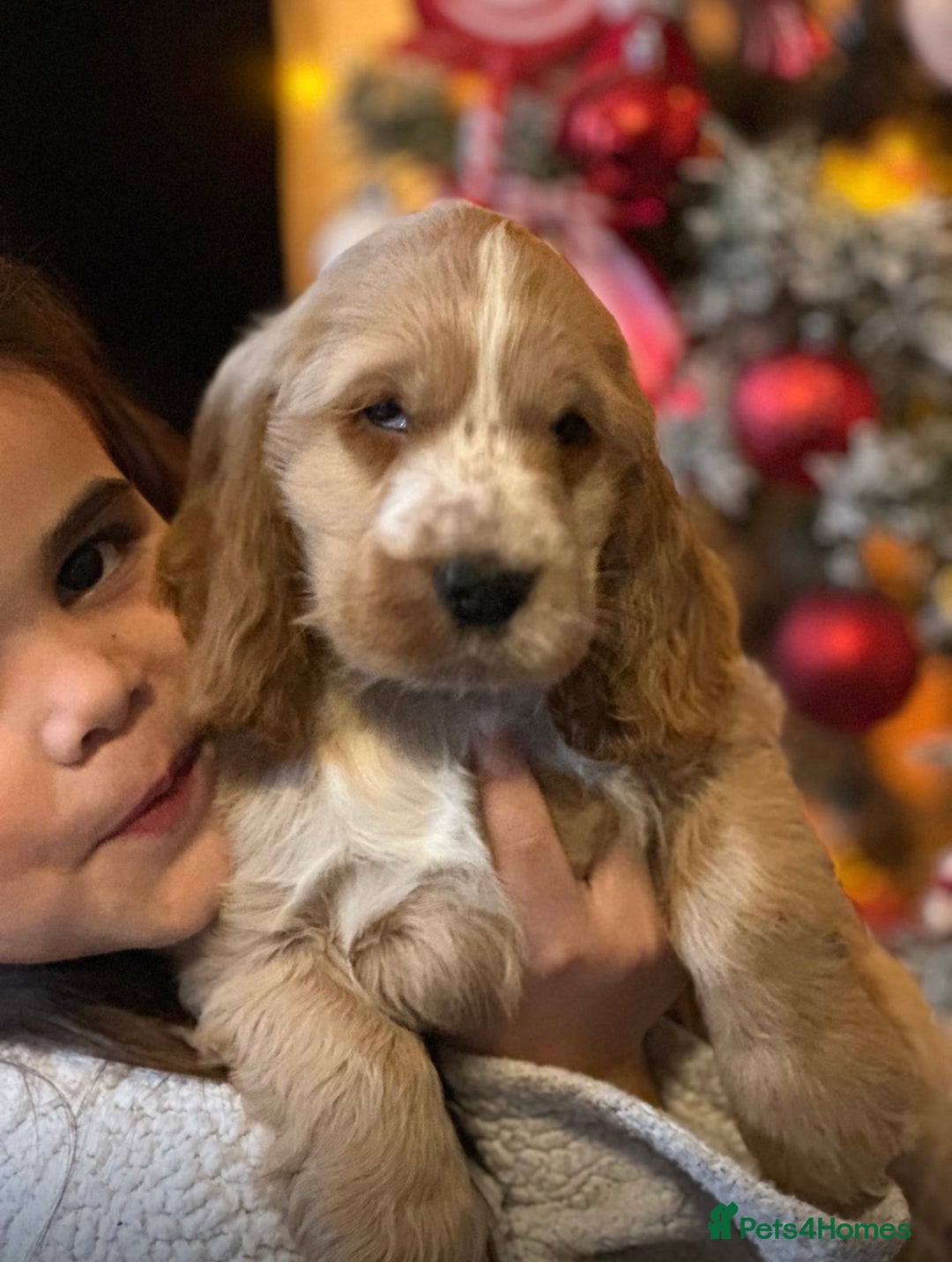 Cocker Spaniel dogs for sale: KC Golden Show Cocker Spaniel  READY TO GO! - Advert 23