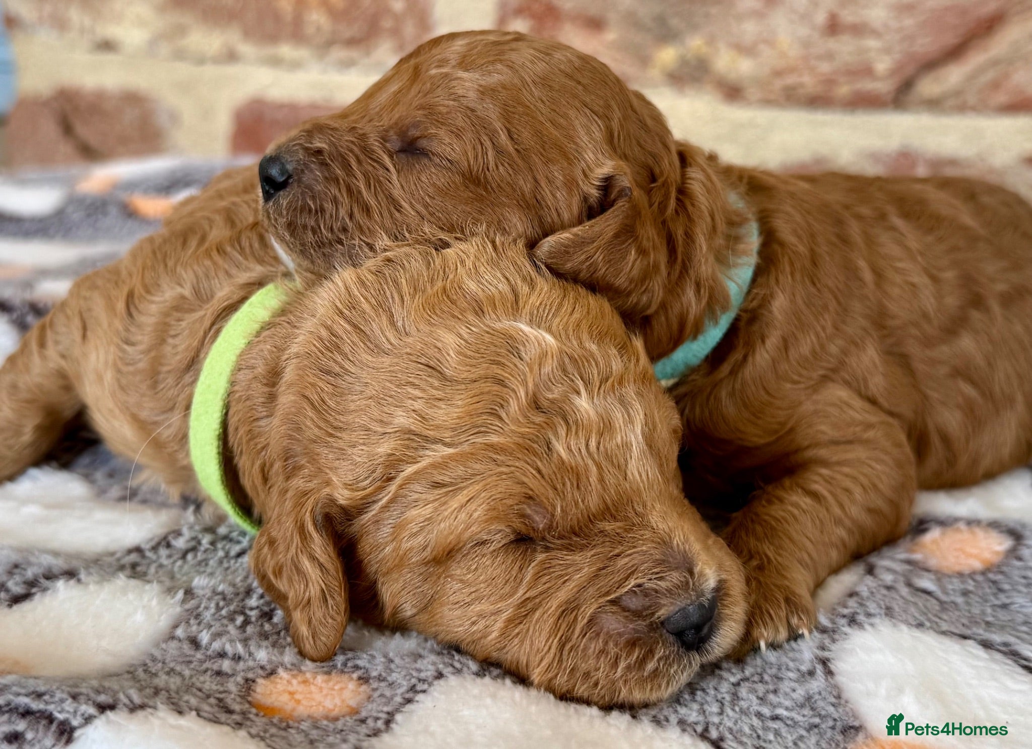 Cavapoo dogs 🐾 F1b male cavapoos 🐾 - Advert 1