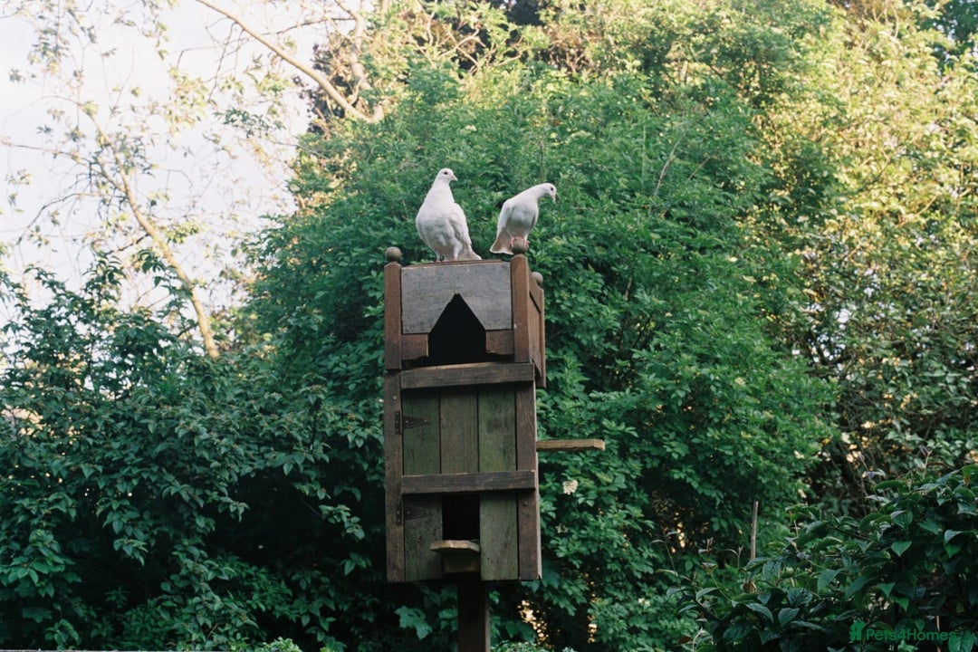 Doves birds for sale: Doves - Advert 5