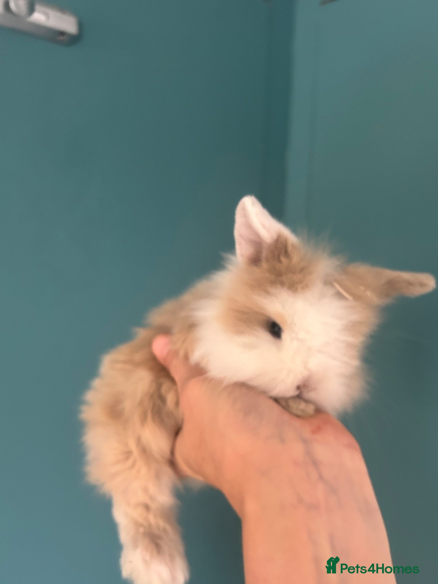 Mini Lion Lop rabbits 4 Mini Lion Lop Bunnies Available 🐰 - Advert 2