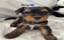 Yorkshire Terrier dogs for sale: Pedigree Yorkshire Puppies - Image 5