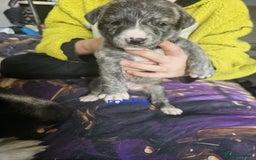 Mixed Breed dogs for sale: PEBBLES LEFTGerman shepherd cross puppies - Image 11