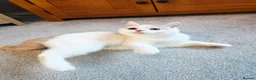 British Shorthair cats for sale: Gorgeous loving purr machines  - Advert 13