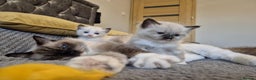 Ragdoll cats for sale: 3 Tica Registered Ragdoll Kittens For Sale  - Advert 4
