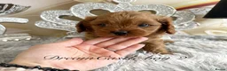 Cavapoo dogs for sale: Asian teddy poodle dad tiny Cavapoo puppies - Advert 6