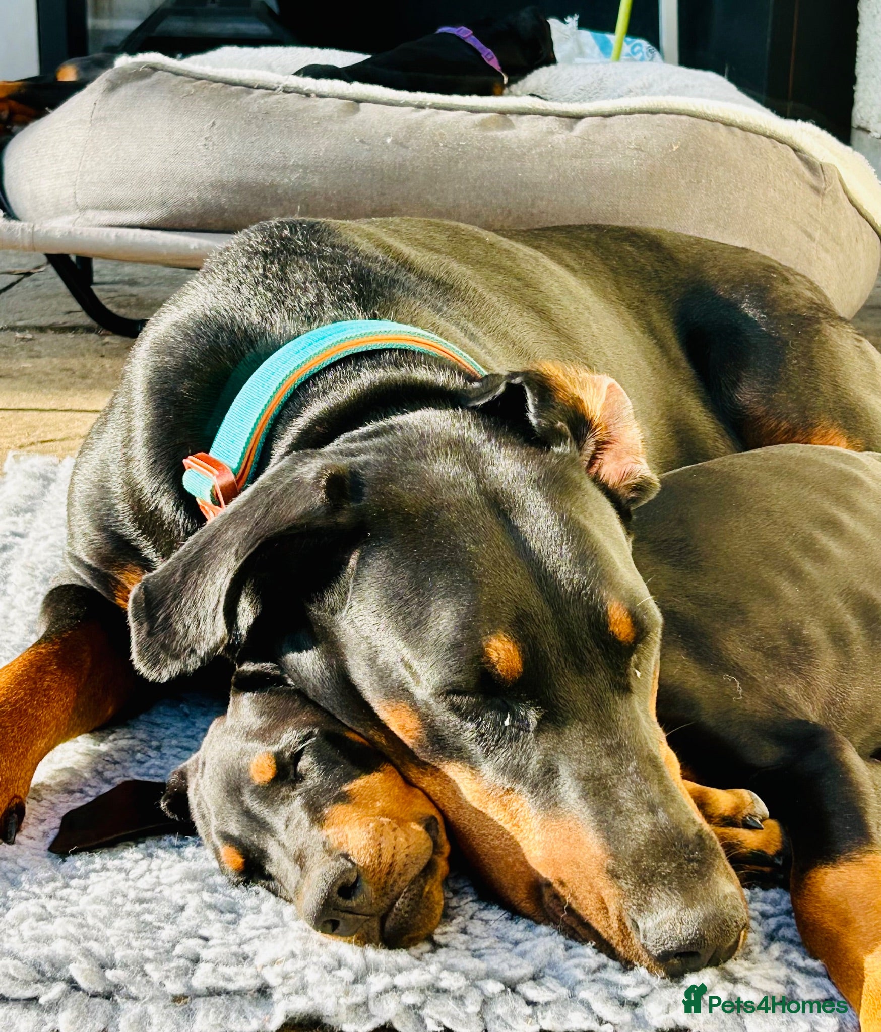 Dobermann dogs KC registered exclusive Dobermann puppies  - Advert 2