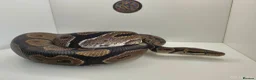 Python Snake reptiles for sale: Royal Python Male normal in Darvel - Advert 2