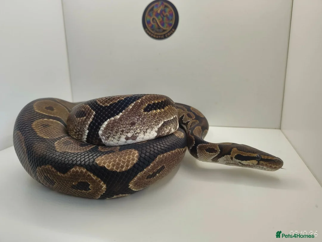 Python Snake reptiles for sale: Royal Python Male normal in Darvel - Advert 2